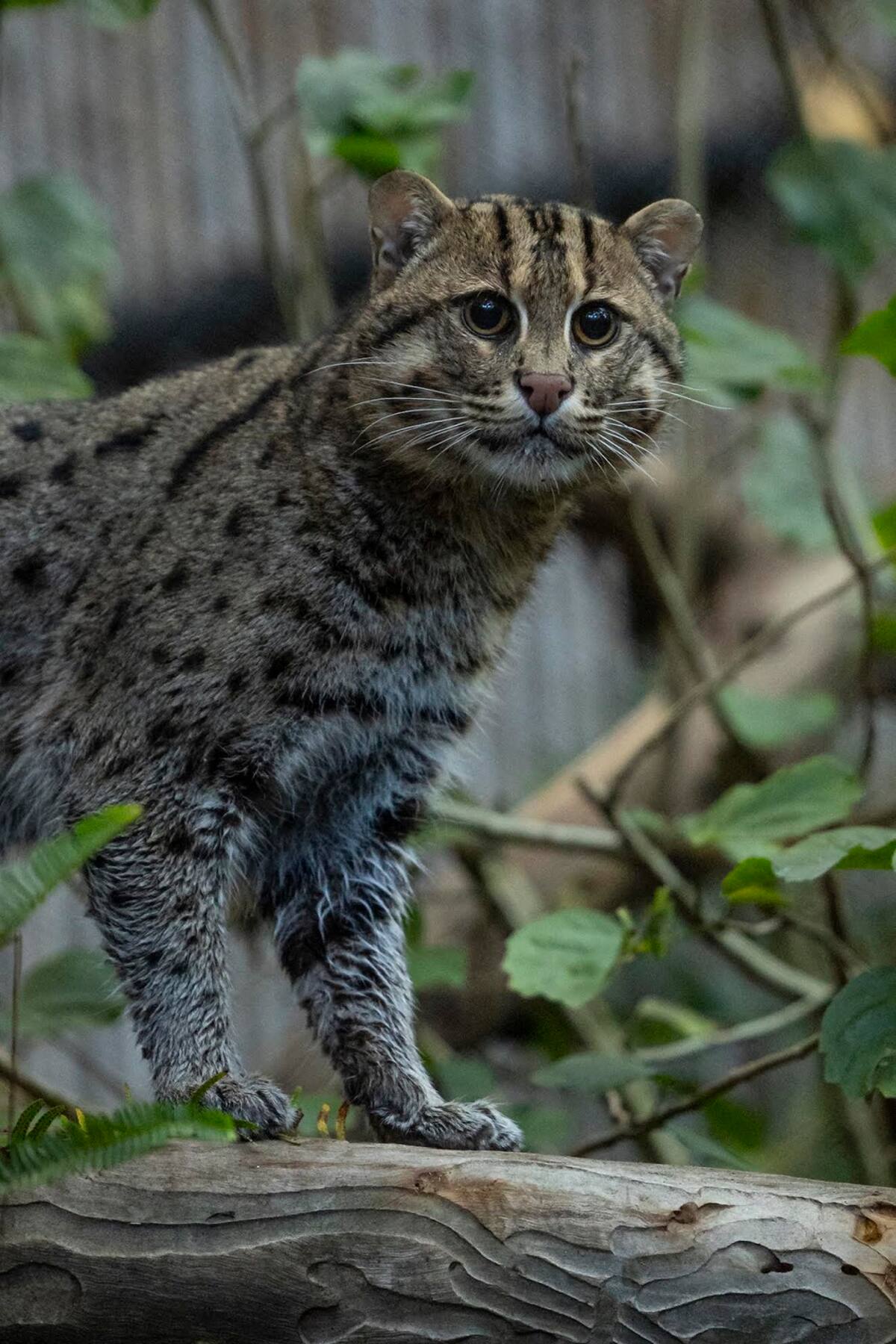 Los gatos pescadores son una especie vulnerable.
