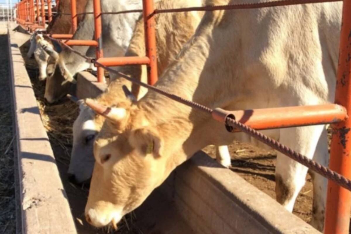 Baja producción de leche por calor