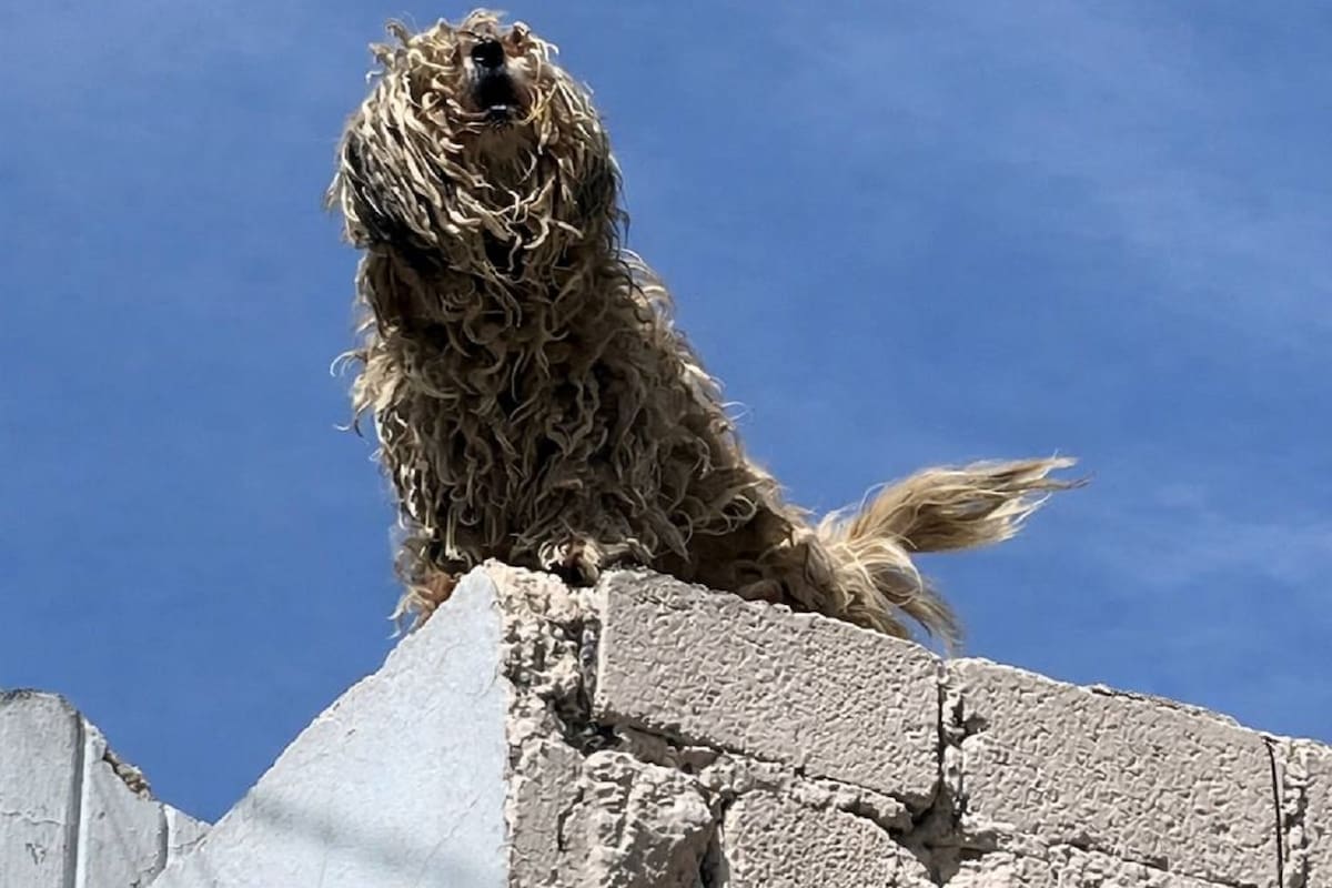 Obligarán a tomar cursos a dueños negligentes de mascotas