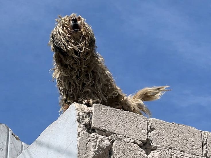 Obligarán a tomar cursos a dueños negligentes de mascotas