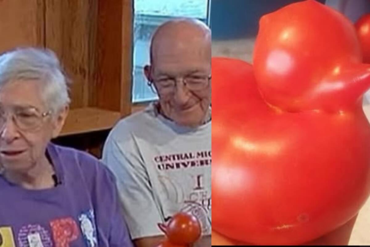 Pareja de adultos mayores se vuelve noticia al encontrar un tomate con forma de patito de hule