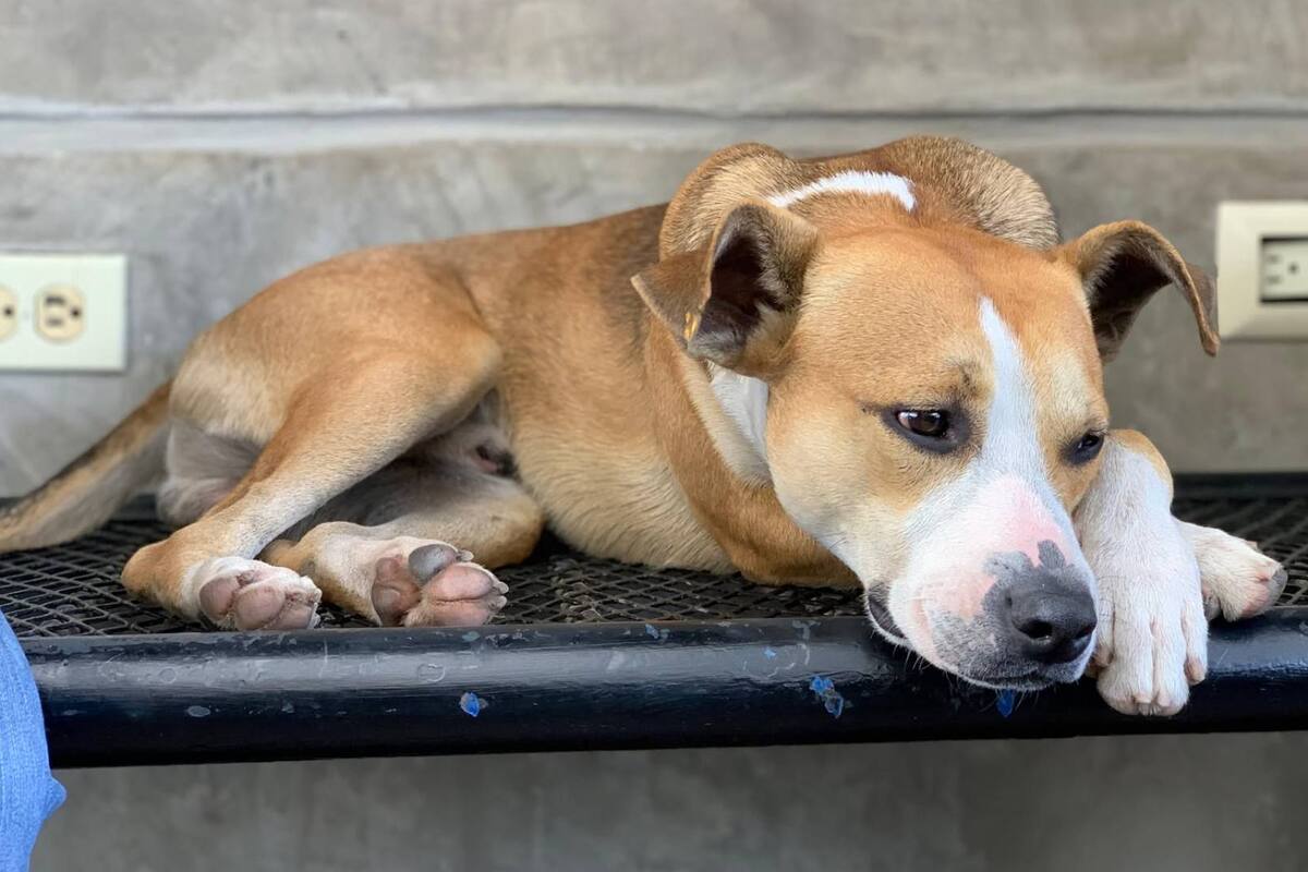 Bartolo, de perrito callejero a empleado del mes en Ciudad Obregón