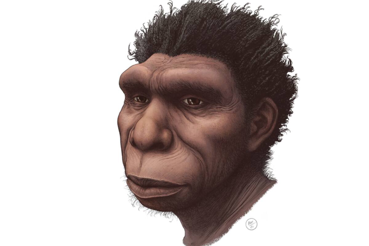 Homo bodoensis: la nueva especie que un grupo de científicos considera "el ancestro directo de los humanos"