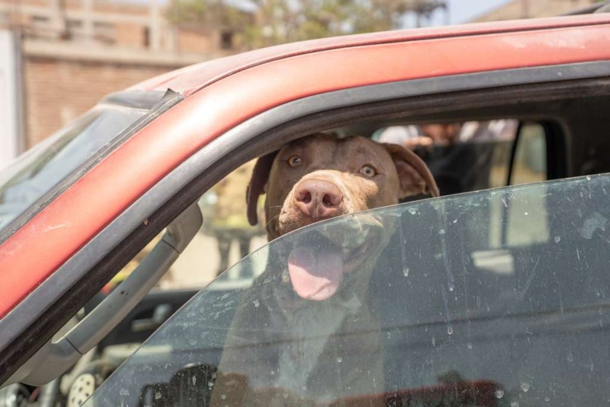 Rescatan a tres pitbulls abandonados dentro de una camioneta bajo el sol en Tijuana
