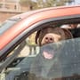 Rescatan a tres pitbulls abandonados dentro de una camioneta bajo el sol en Tijuana