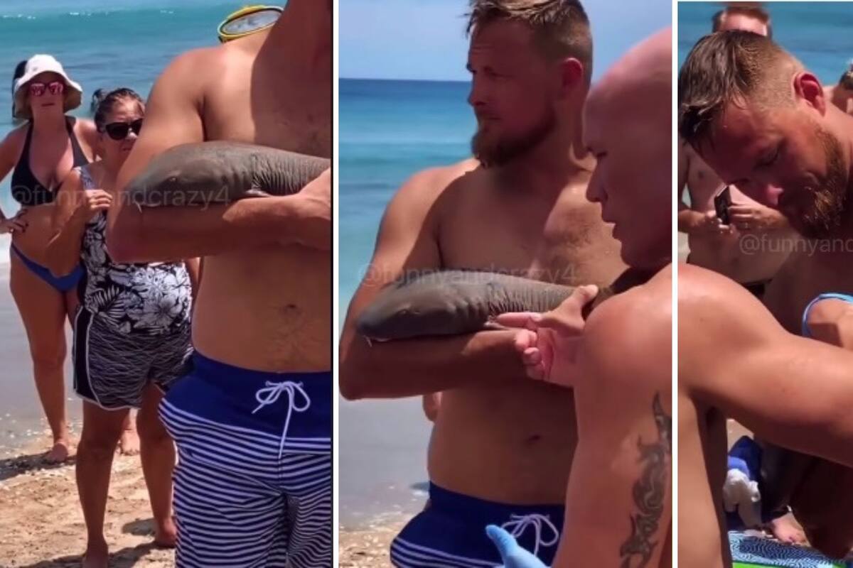 Video: Turista en mordido por un tiburón bebé que se aferra a su brazo