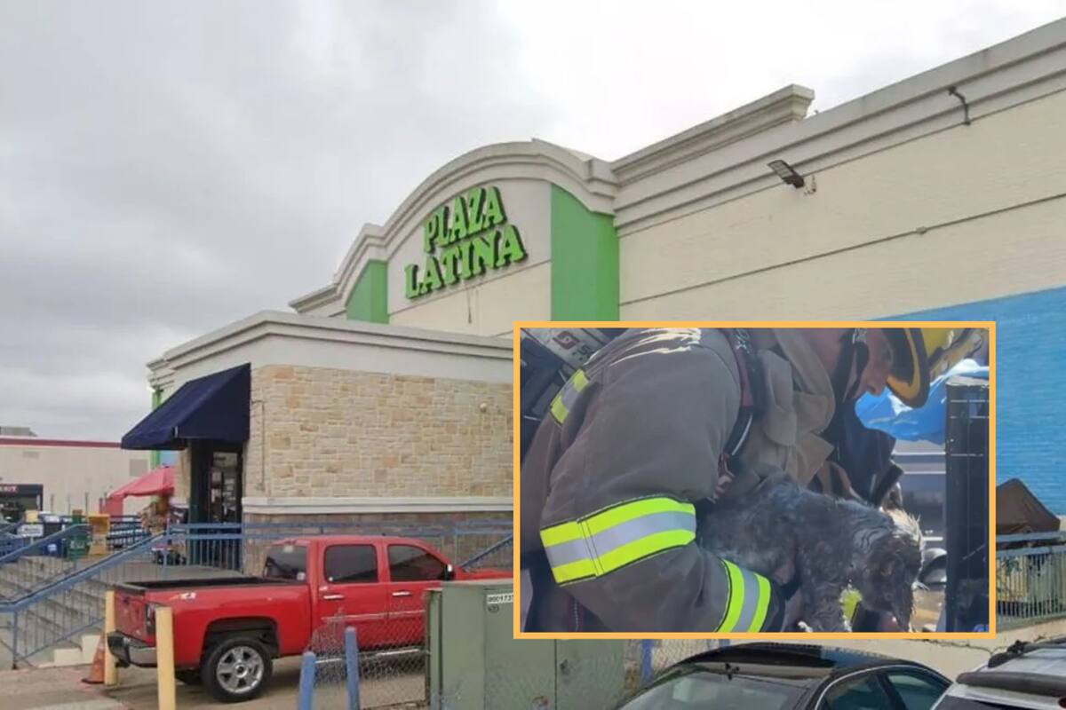 Incendio en bazar de Dallas deja cientos de animales muertos y graves daños estructurales