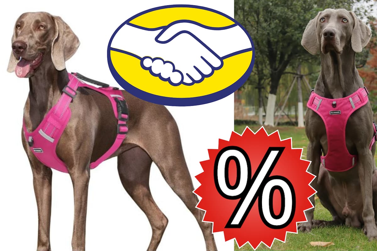 Este popular arnés para perros tiene un 19% de descuento en Mercado Libre. ¡Aprovecha la oportunidad!