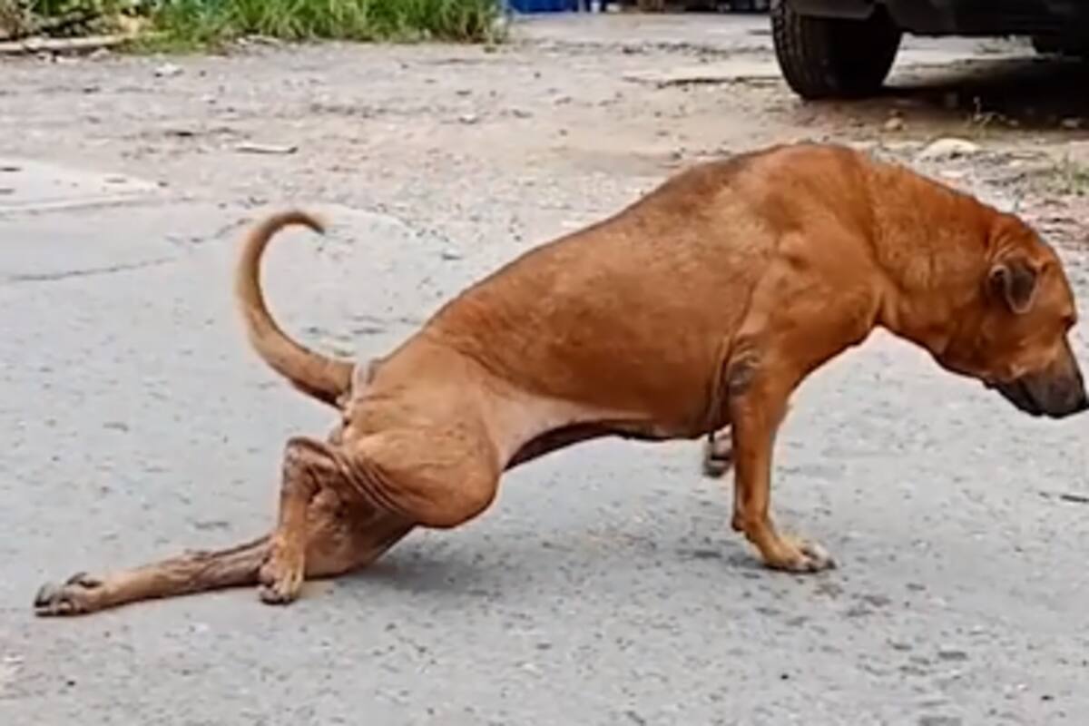 VIDEO: Perrita finge tener su pata rota para llamar la atención