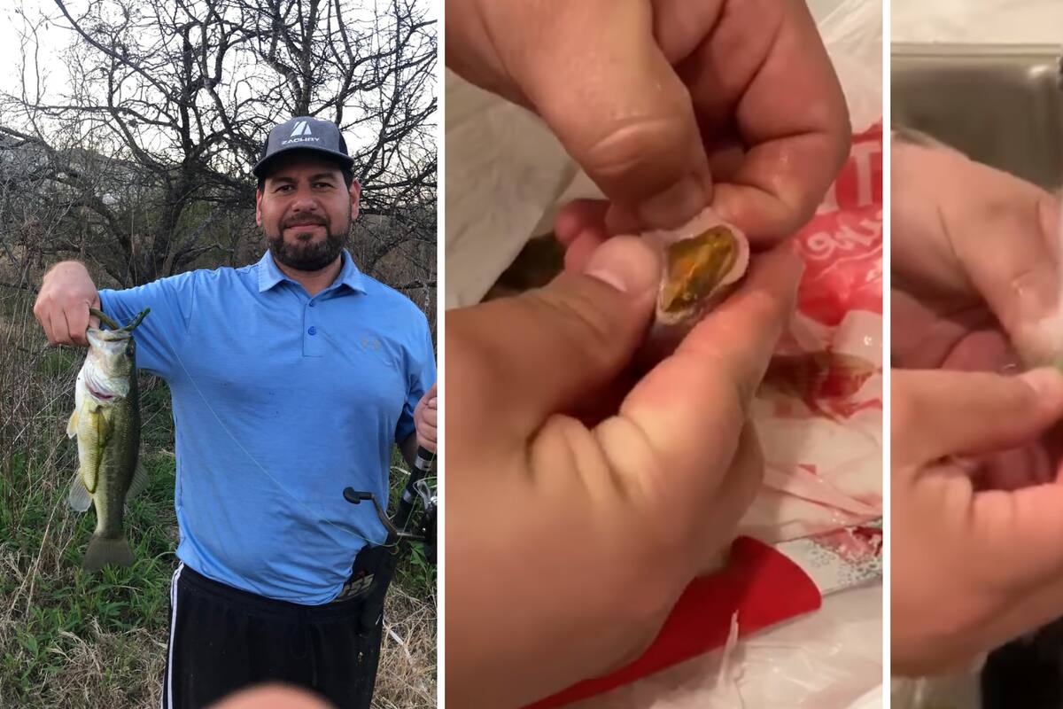 VIDEO: Encuentra sorpresa en el estómago de lobina que pescó