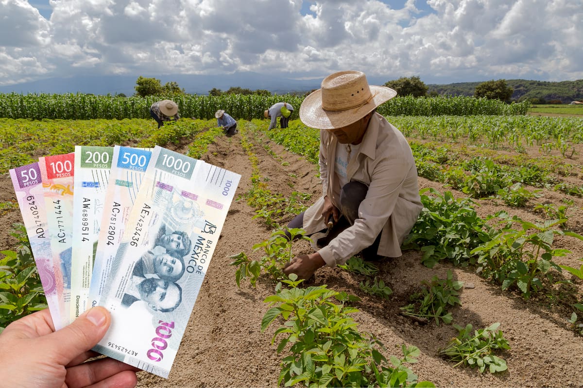 Sembrando Vida 2026: quiénes pueden recibir 6,450 pesos al mes y cuáles son los requisitos para ingresar al programa