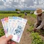 Sembrando Vida 2026: quiénes pueden recibir 6,450 pesos al mes y cuáles son los requisitos para ingresar al programa