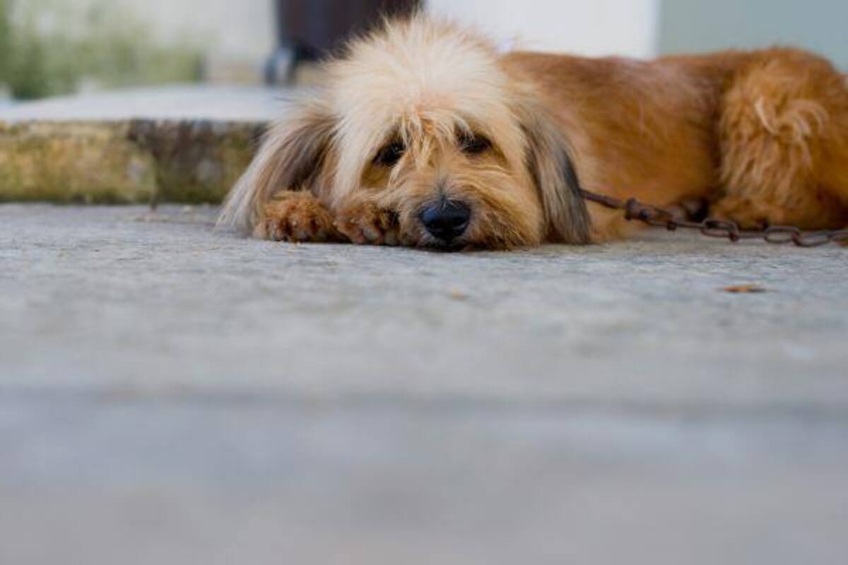 Pide poner agua y comida a perros y gatos de la calle