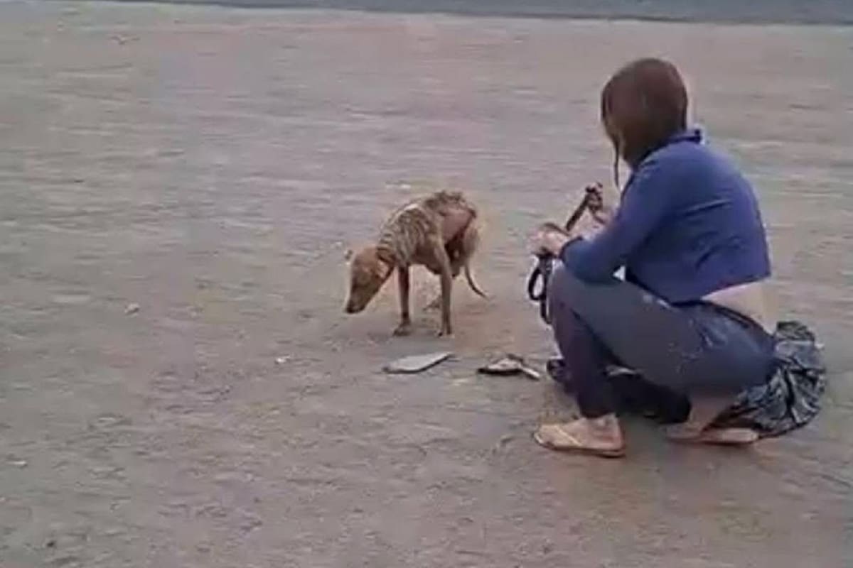 Rescatistas recibe ocho reportes de maltrato animal al día en Ensenada