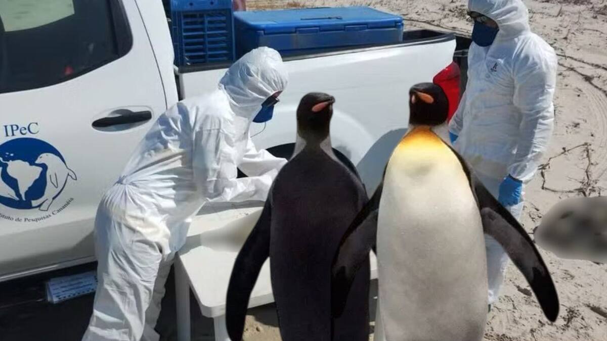 Hallan muertos a 739 pingüinos de Magallanes en playas de São Paulo por migración; especialistas señalan que es un número inusualmente alto de muertes