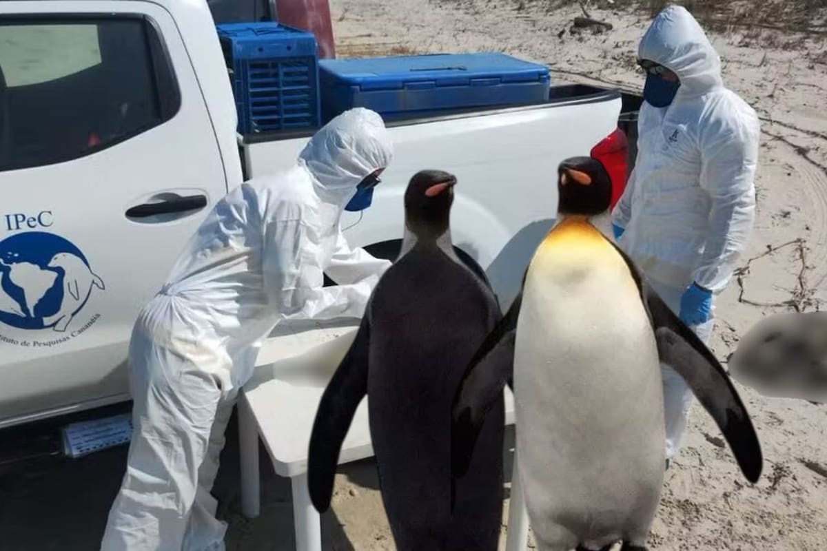 Hallan muertos a 739 pingüinos de Magallanes en playas de São Paulo por migración; especialistas señalan que es un número inusualmente alto de muertes