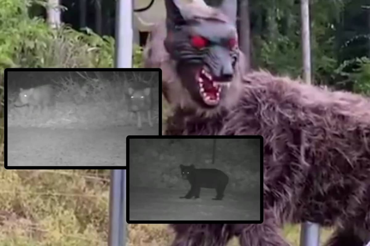 “Monster Wolf”, diseñado para asustar y frenar ataques a los osos en zonas rurales de Japón, con ojos LED, sonidos agresivos y sensores