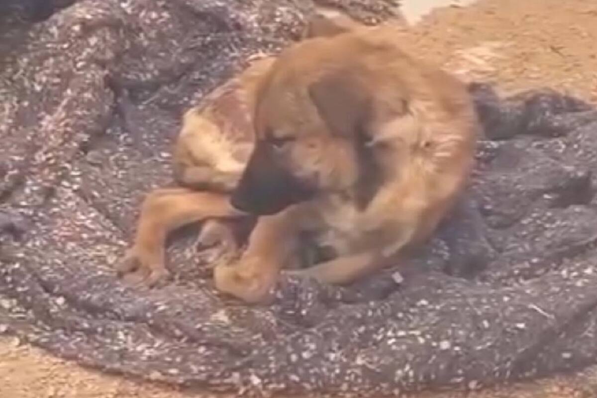 Animalistas piden atención al Gobierno