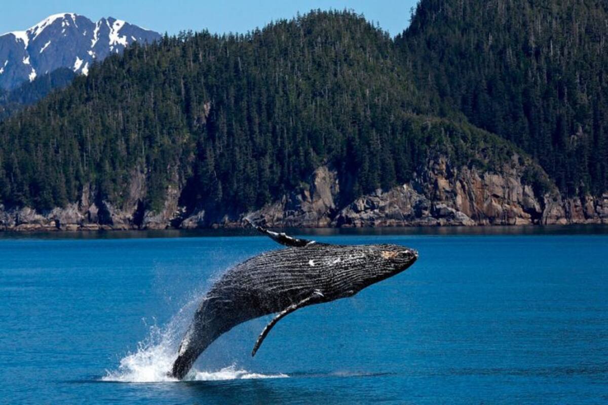 Japón volverá a la caza legal de ballenas