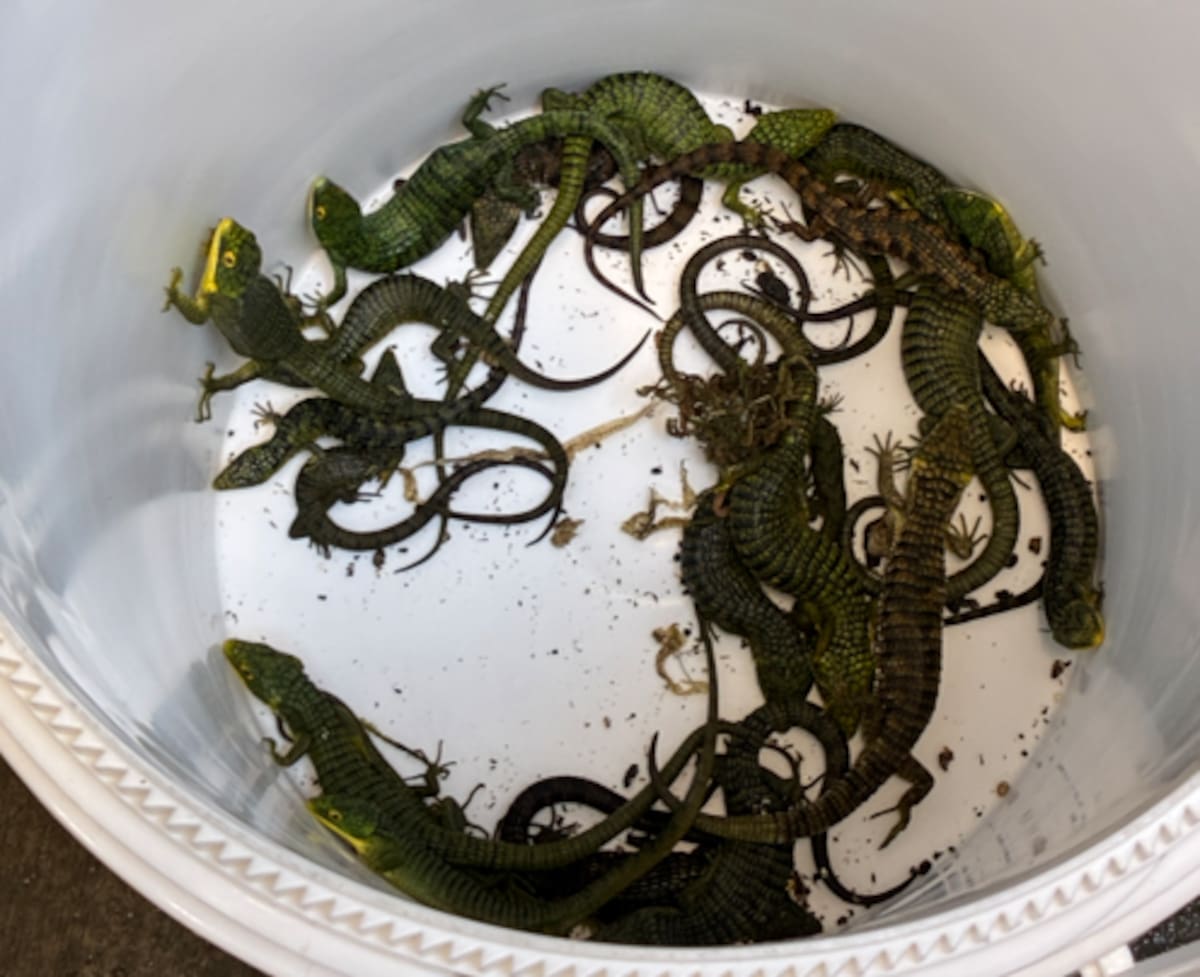 Autoridades estadounidenses localizaron decenas de reptiles ocultos en un vehículo durante una investigación por presunto tráfico de vida silvestre entre México y Estados Unidos. Foto: Cortesía.