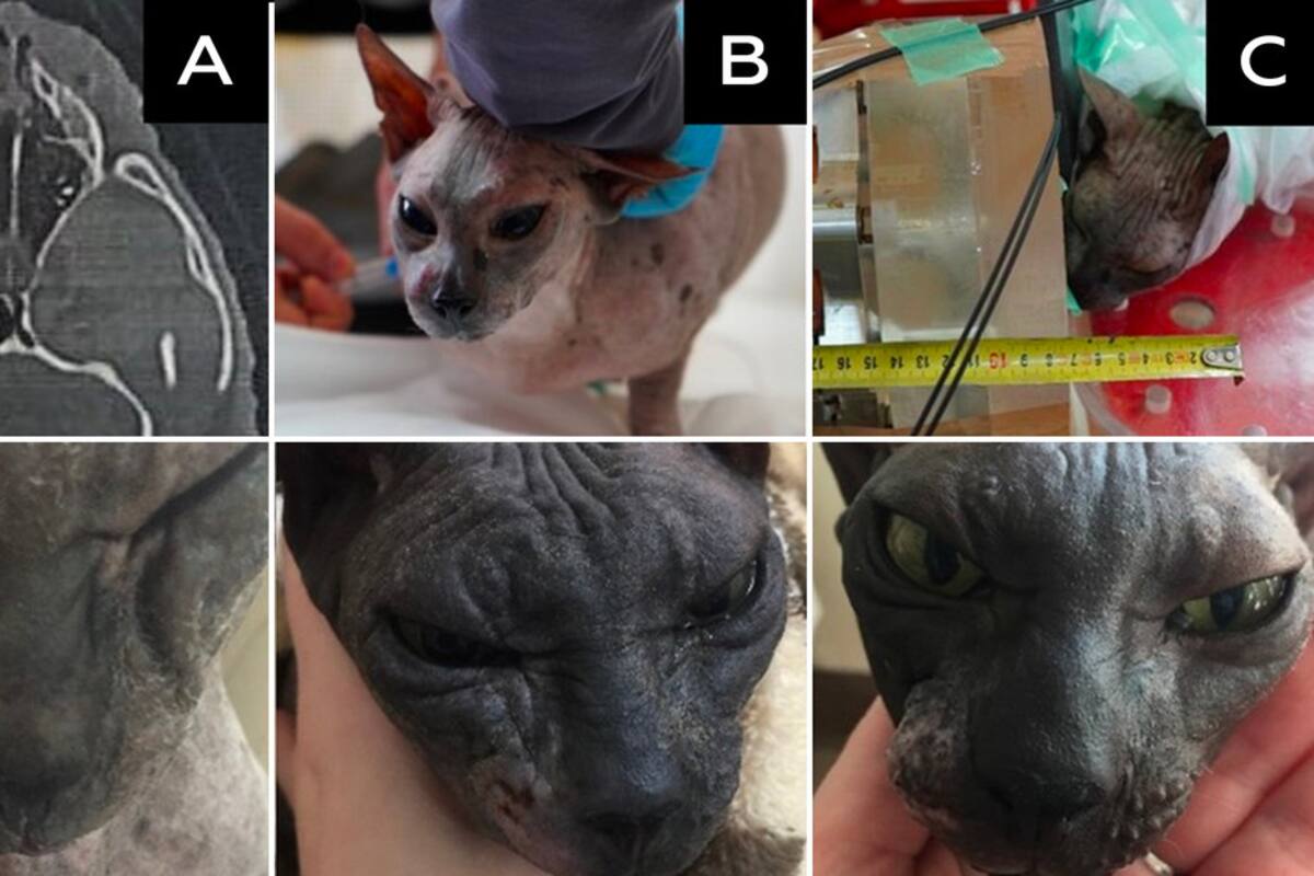 Curan tumores en gatos y perros con un método de irradiación selectiva de neutrones