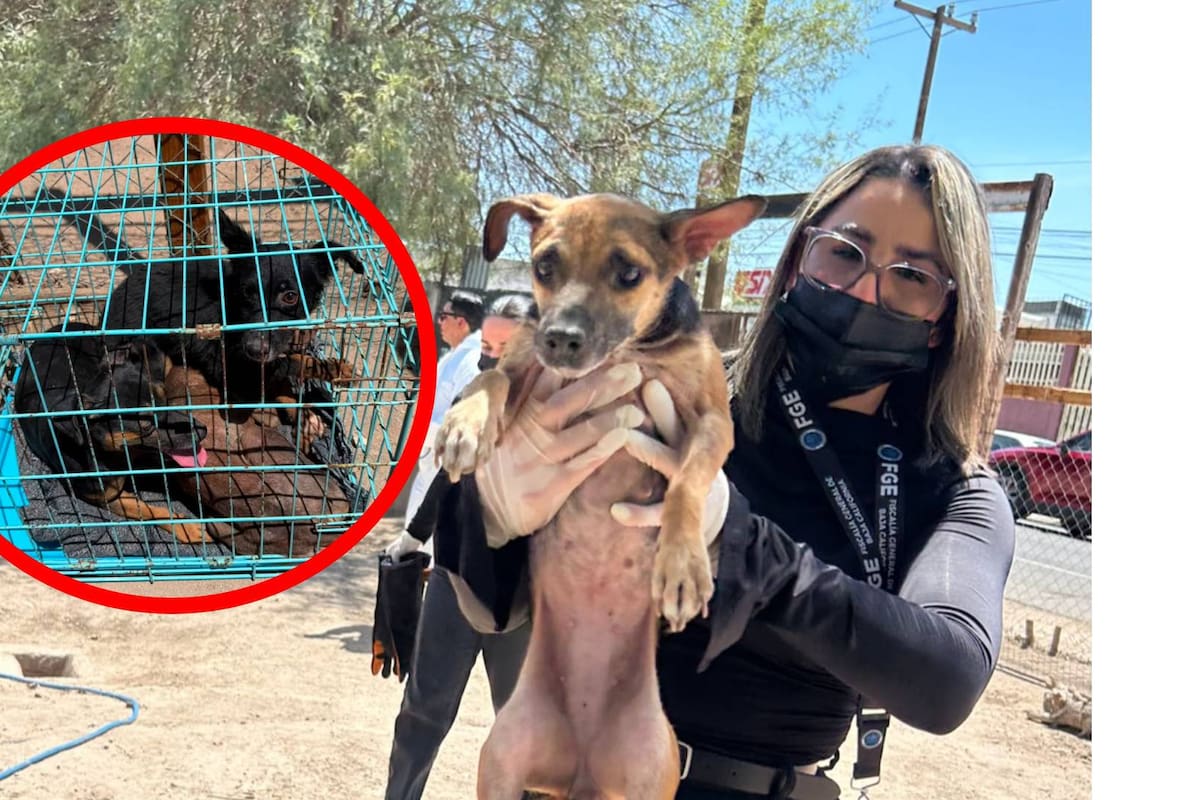 Rescatan a 10 perros presuntamente maltratados durante cateo en la colonia Aurora
