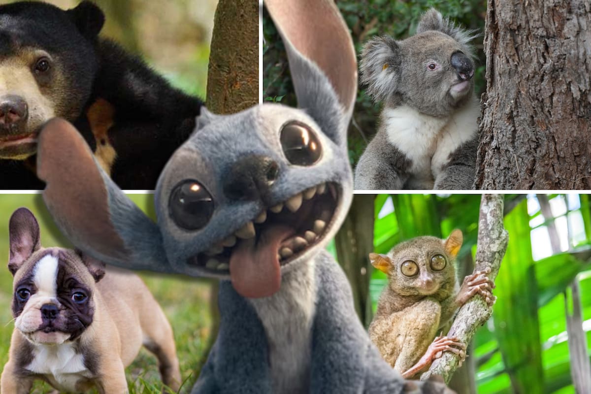 Este curioso animalito fue la inspiración perfecta para crear a ‘Stitch’