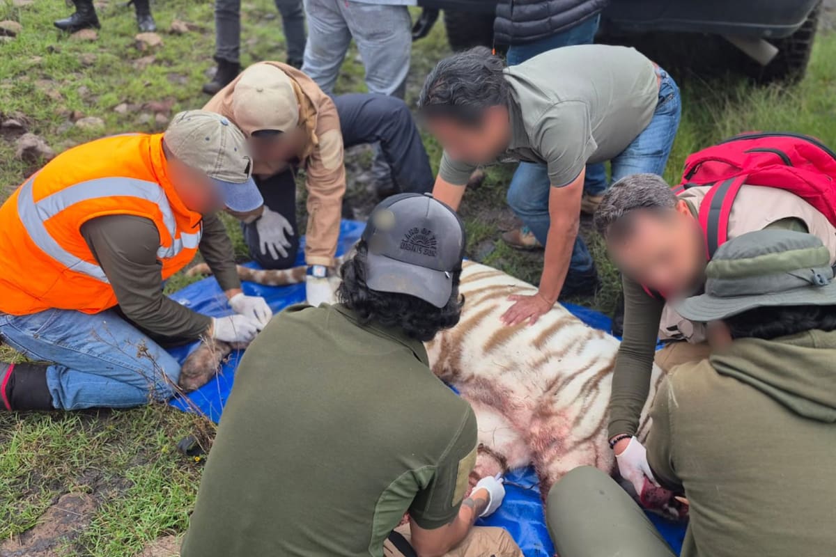 Muere el tigre Kenzo tras ser baleado en Tepetlaoxtoc y la Profepa clausura el refugio “Animal Experience” en el Estado de México por graves fallas de seguridad en sus jaulas