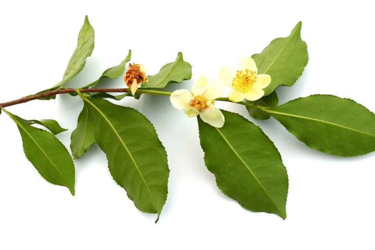 Conoce los beneficios de la camellia sinensis de pies a cabeza
