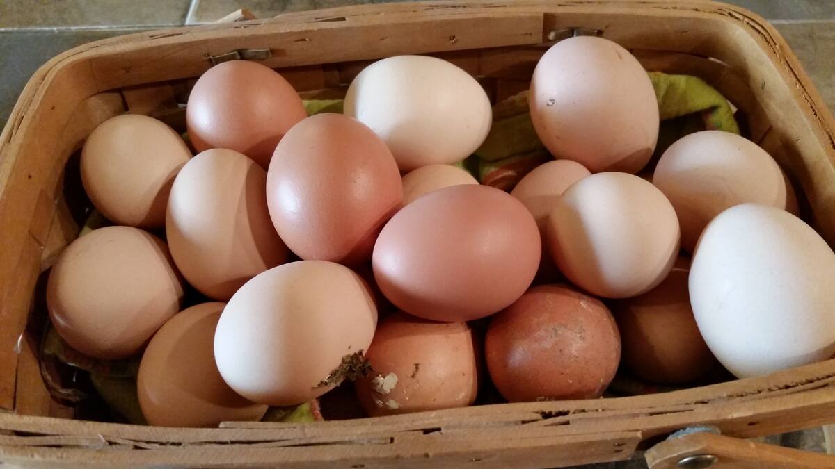 Aunque los huevos parecen un alimento simple, requieren una manipulación cuidadosa para evitar riesgos como la salmonella/Foto: Canva