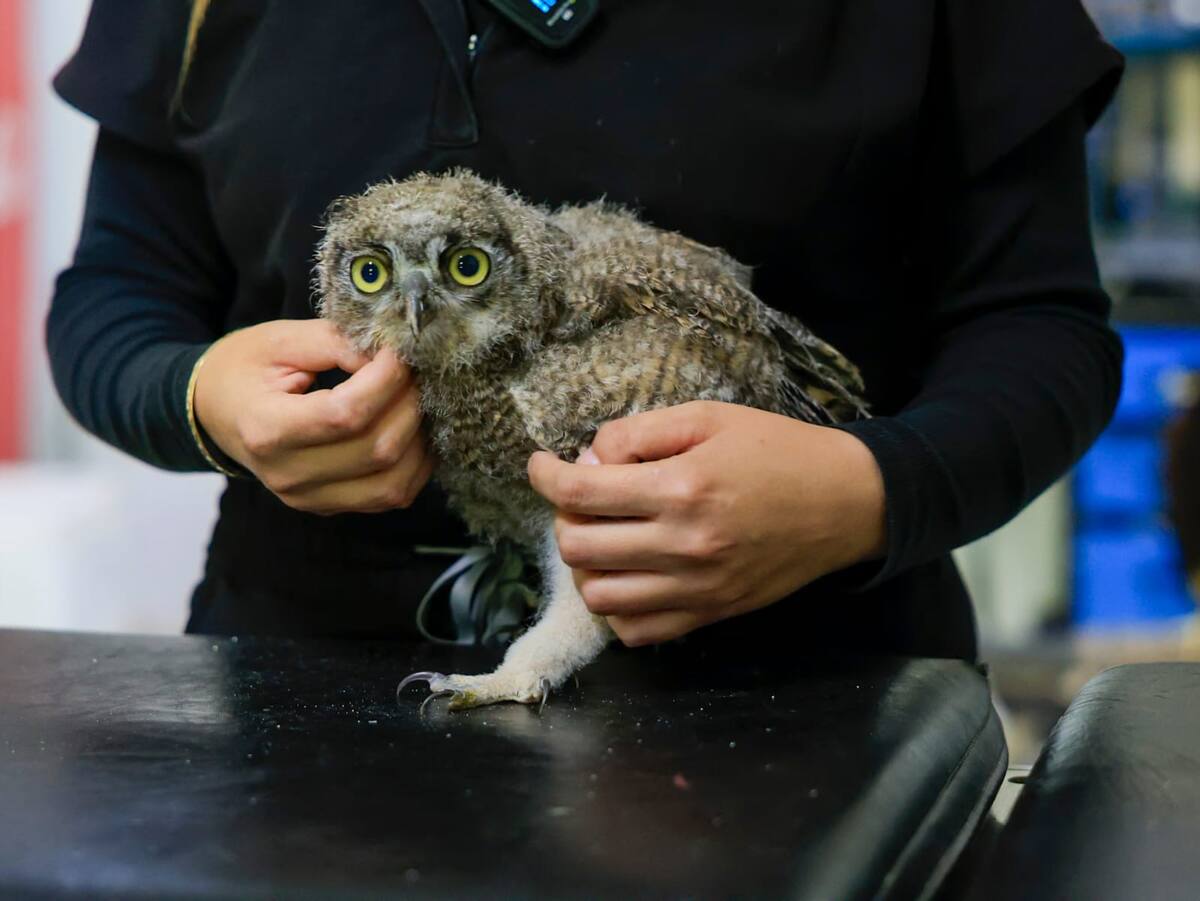 Foto: Juan J. Morales