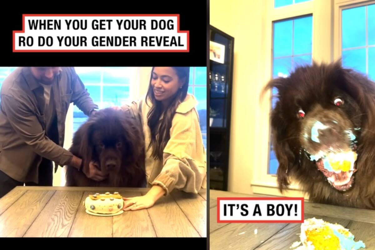 Pareja pone a su perro a revelar el género de su bebé; mira cómo fue