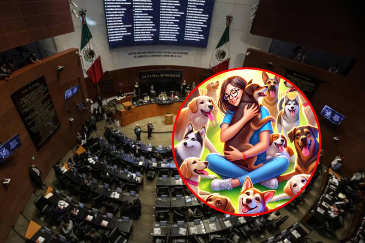 México avanza en la protección animal: estados líderes y nuevas reformas