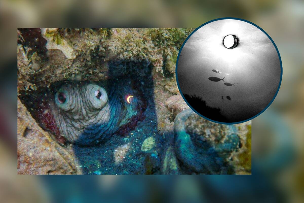 Eclipse bajo el agua: Se viraliza cómo se vio dentro de playa mexicana