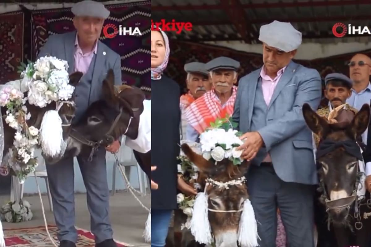 VIDEO: Dos burros se casan en Turquía y su boda se hace viral