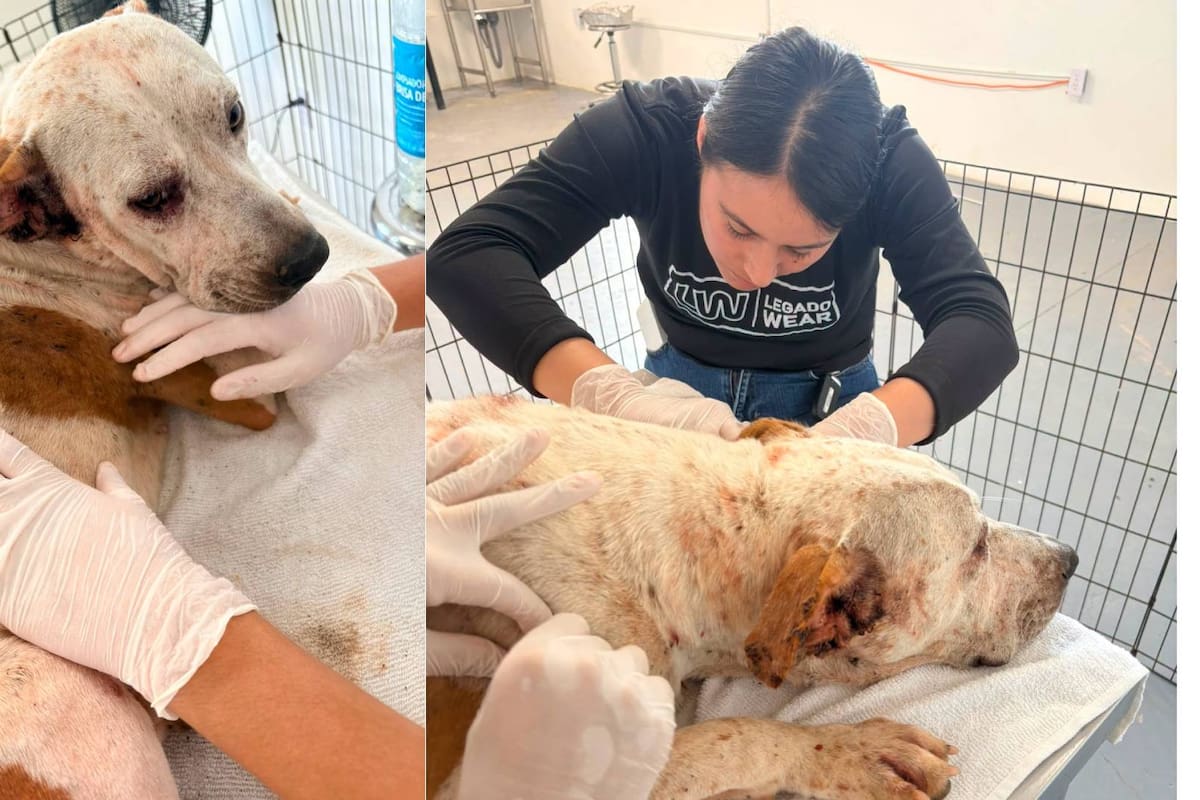 Rescatan a perro abandonado y atado en las Dunas de San Felipe