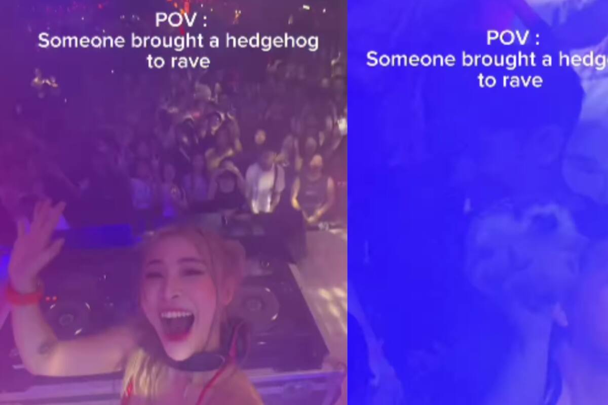 Hombre se vuelve viral por llevar a su puercoespín a un concierto de electrónica