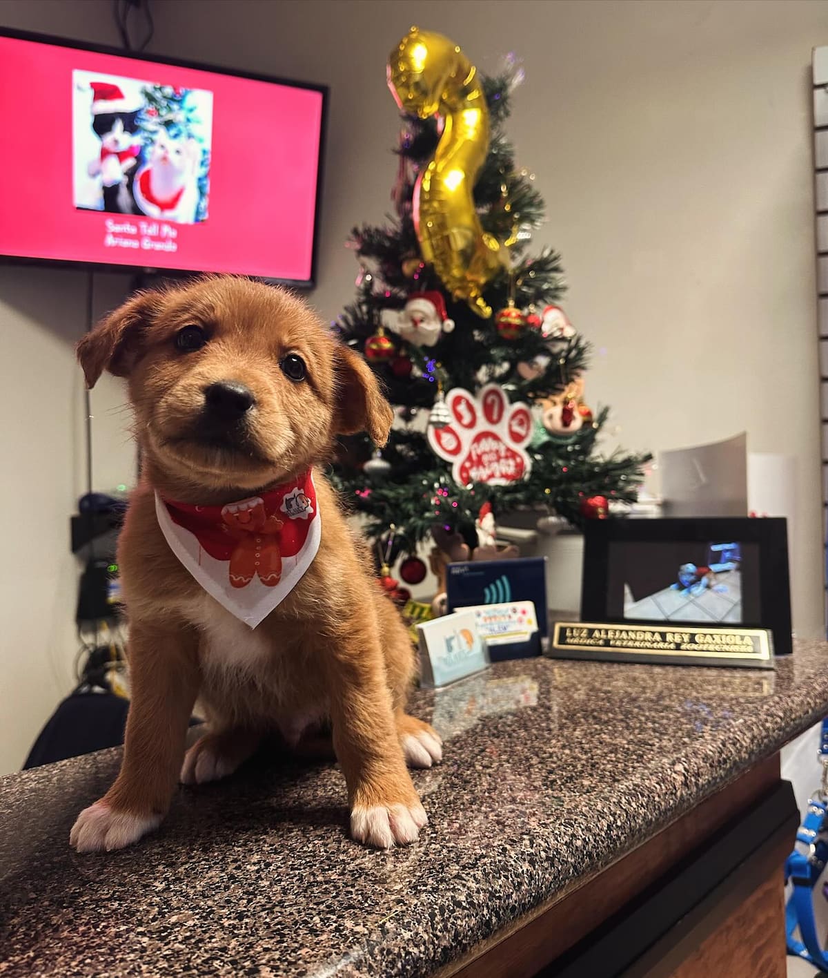 Después de llevar a su mascota canina para que fuera consultada y recibiera atención especializada y medicamentos, en una veterinaria de la localidad; un hombre, repentinamente, con todo y “lomito” salió corriendo sin pagar la cuenta.
