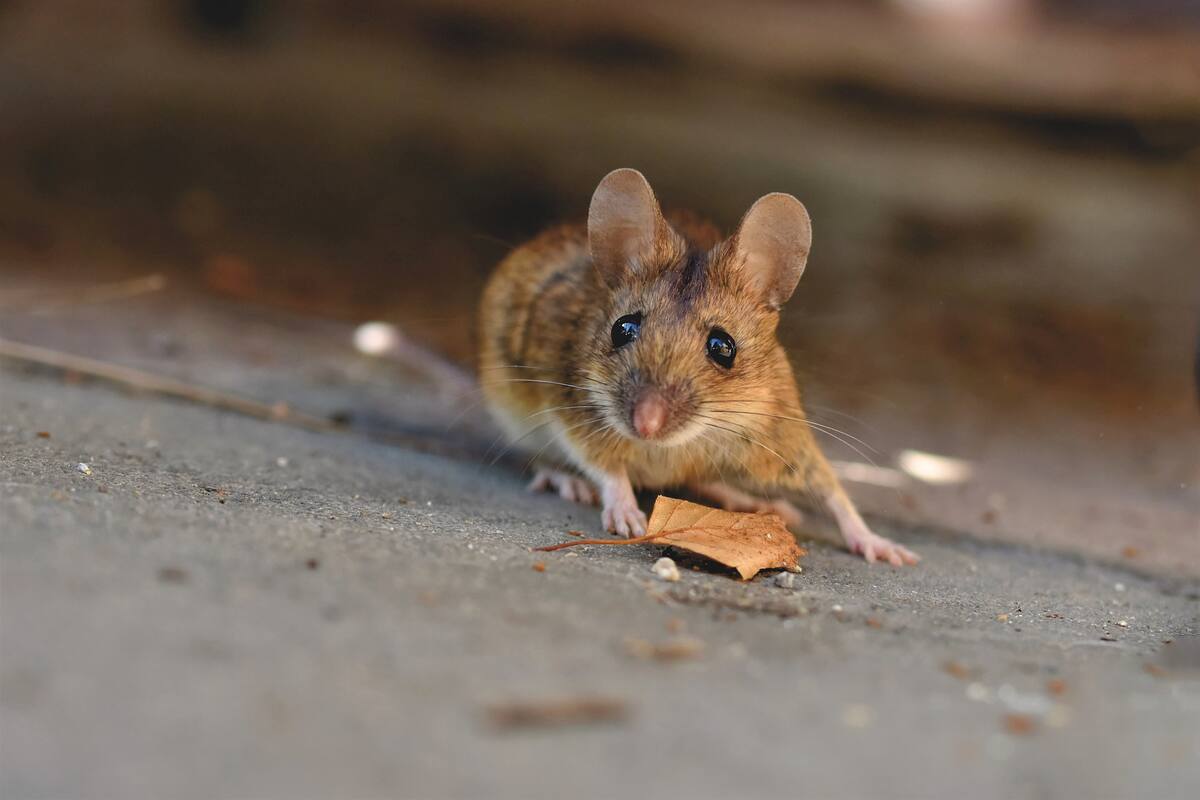 Detectan caso de hantavirus en roedor de Chula Vista