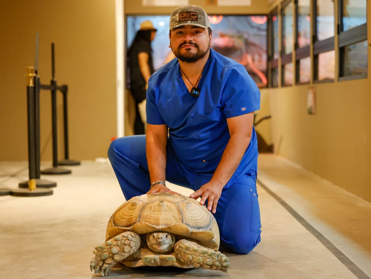 En el marco del Día Mundial de la Tortuga, el médico veterinario Esteban Medina explicó que uno de los principales errores es comprar o adoptar una tortuga sin conocer previamente sus necesidades l Foto: Juan J. Morales