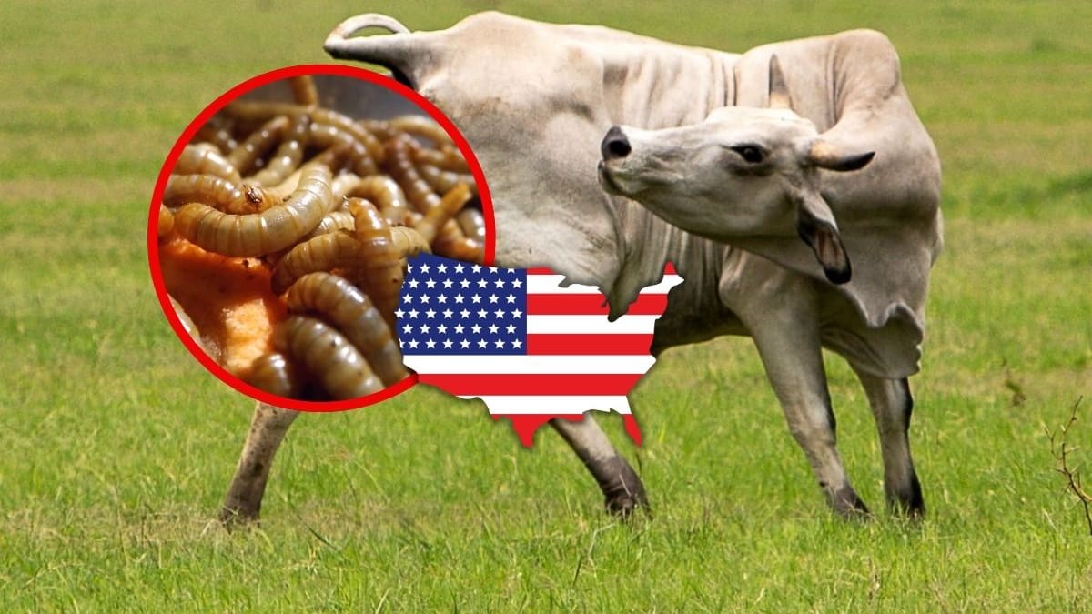 USDA confirma dos casos más de gusano barrenador en Texas y complica la frontera ganadera con México, que gana terreno en exportación de carne