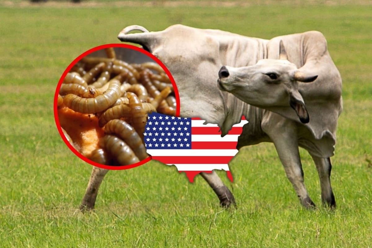 USDA confirma dos casos más de gusano barrenador en Texas y complica la frontera ganadera con México, que gana terreno en exportación de carne