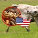 USDA confirma dos casos más de gusano barrenador en Texas y complica la frontera ganadera con México, que gana terreno en exportación de carne