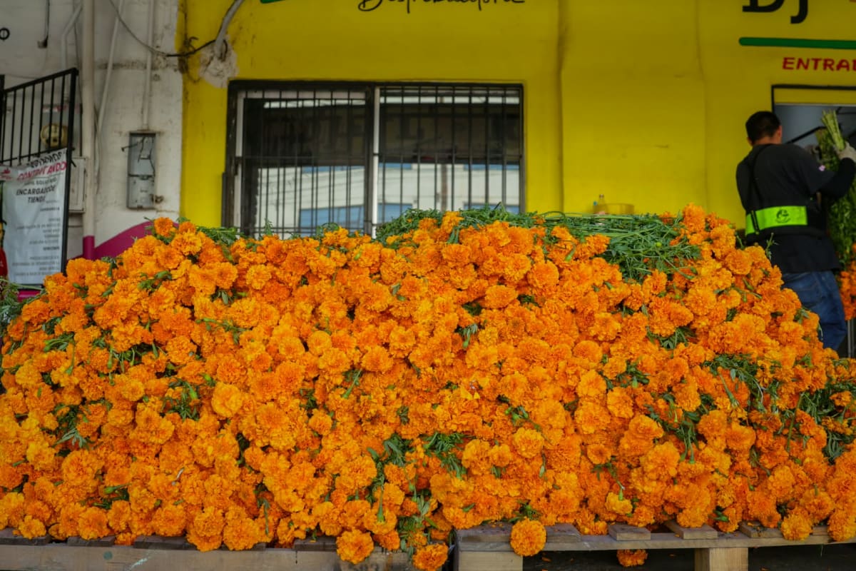Floristas de Mexicali esperan repunte en ventas de cempasúchil por Día de Muertos