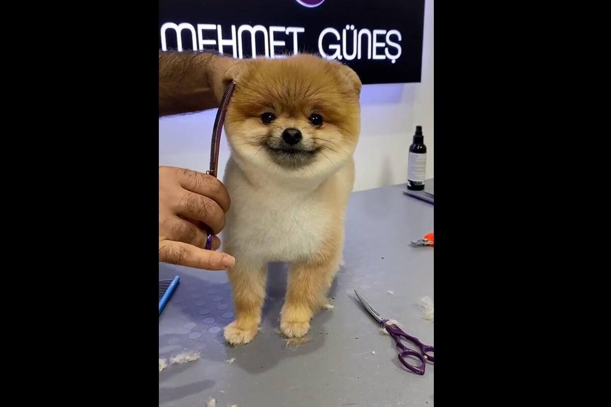 VIDEO TIKTOK: Perrito sorprende a usuarios al quedarse quieto mientras le cortan el cabello