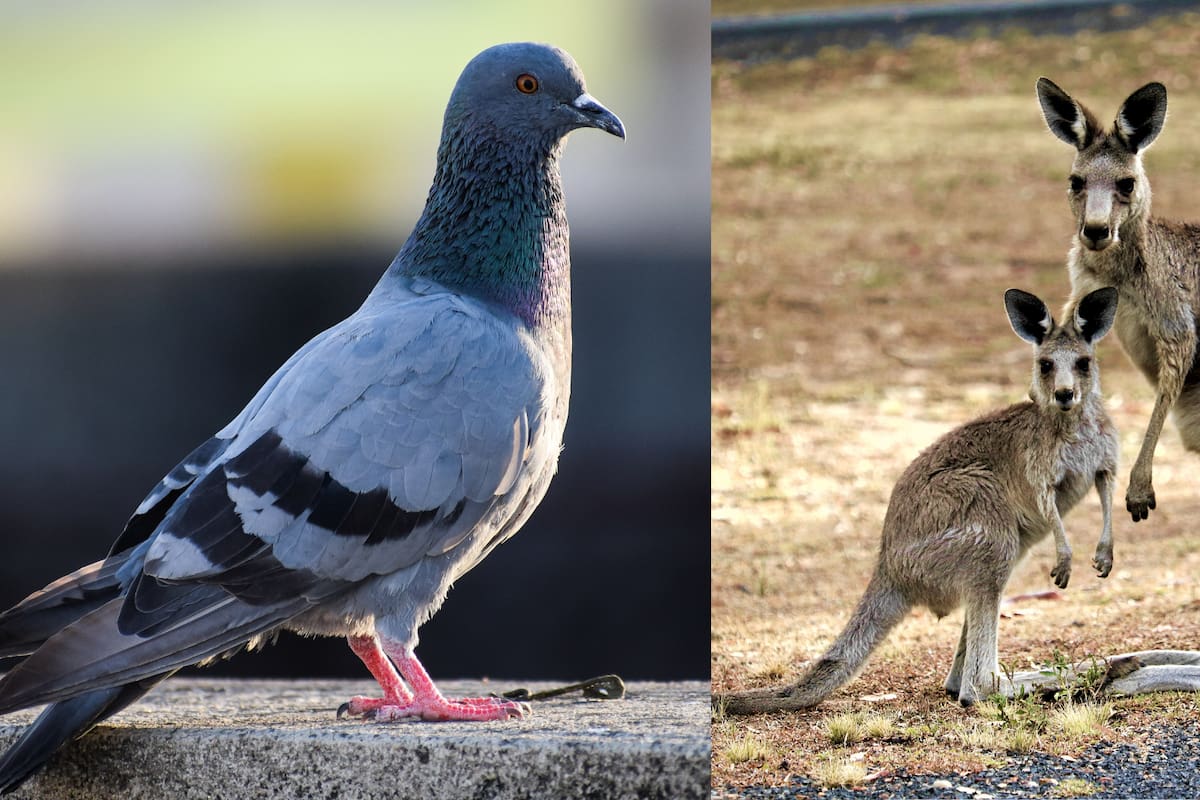 ¿Qué nos revela la evolución de los canguros y las palomas sobre la distribución de los animales en el mundo?