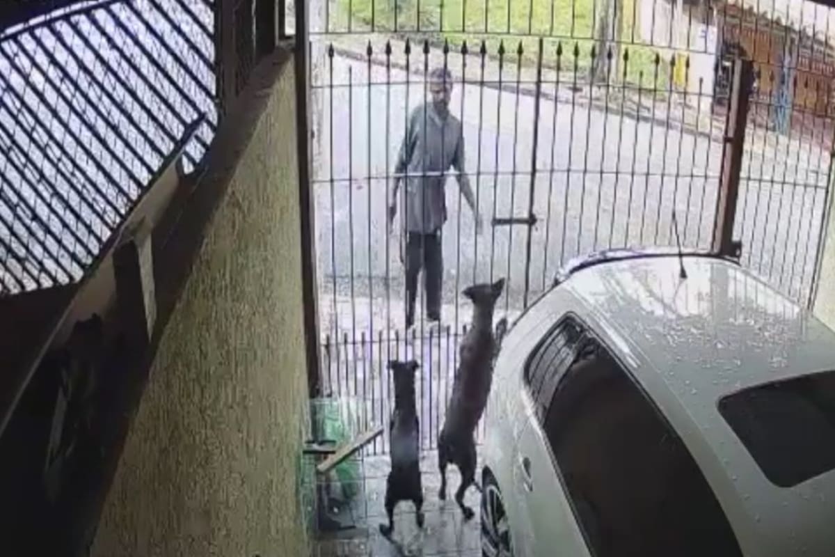 Ladrón intenta robar un celular y termina mordido por un pitbull ¡todo quedó en video!