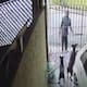Ladrón intenta robar un celular y termina mordido por un pitbull ¡todo quedó en video!