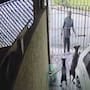 Ladrón intenta robar un celular y termina mordido por un pitbull ¡todo quedó en video!
