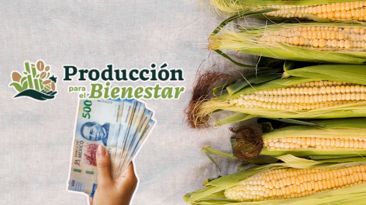 La Secretaría de Agricultura entregará hasta 24,000 pesos a productores agrícolas y apicultores mediante el programa Producción para el Bienestar, priorizando tierras de pequeña escala en el sur de México